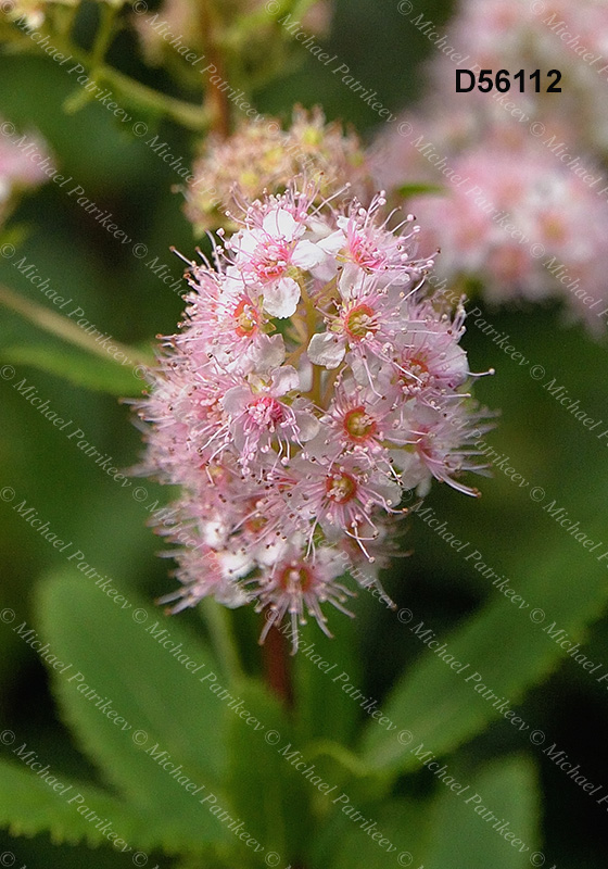 Spiraea alba